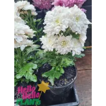 Top Chrysanthemum Plant